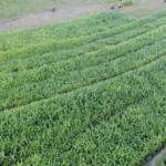 Petani memanen jagung di Desa Porame, Sigi, Minggu (11/5/2025). (bmzIMAGES/Basri Marzuki)