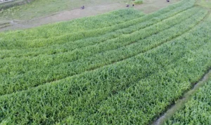 Menanam Harapan di Tanah Kering Porame Petani memanen jagung di Desa Porame, Sigi, Minggu (11/5/2025). (bmzIMAGES/Basri Marzuki)