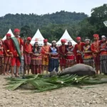 Ritual Mentimbe: Ketika Darah Kerbau Menjadi Simbol Penyambutan di Tanah Lindu