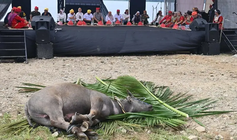 Seekor kerbau siap disembelih pada ritual Mentimbe. (bmzIMAGES/basri marzuki)