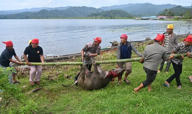 Kerbau yang telah disembelih digotong untuk dipersiapkan disantap bersama. (bmzIMAGES/basri marzuki)