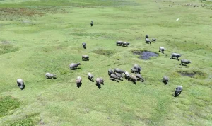 Menggembala Kerbau di Desa Langko: Tradisi Turun Temurun di Tepian Danau Lindu Gerombolan ternak kerbau di padang luas tepi Danau Lindu, Sabtu (19/7/2025). ©bmzIMAGES/basri marzuki)