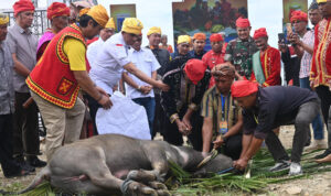 Gubernur Sulteng Anwar Hafid (tengah) memegang lengan tetua adat ayang akan menyembelih kerbau pada upacara adat Mentimbe dalam rangkaian Festival Danau Lindu 2025 di Desa Tomado, Lindu, Sigi, Sulteng, Jumat (18/7/2025). (bmzIMAGES/basri marzuki)