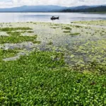 Warga memukat ikan di antara eceng gondok yang menutupi permukaan Danau Lindu, Jumat (6/9/2024) (©bmzIMAGES/basri marzuki)