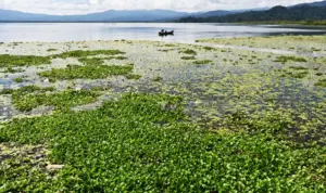 Dari Legenda ke ‘Stunting’: Tragedi Ikan Mujair Danau Lindu Warga memukat ikan di antara eceng gondok yang menutupi permukaan Danau Lindu, Jumat (6/9/2024) (©bmzIMAGES/basri marzuki)